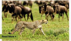 leopard at western Serengeti